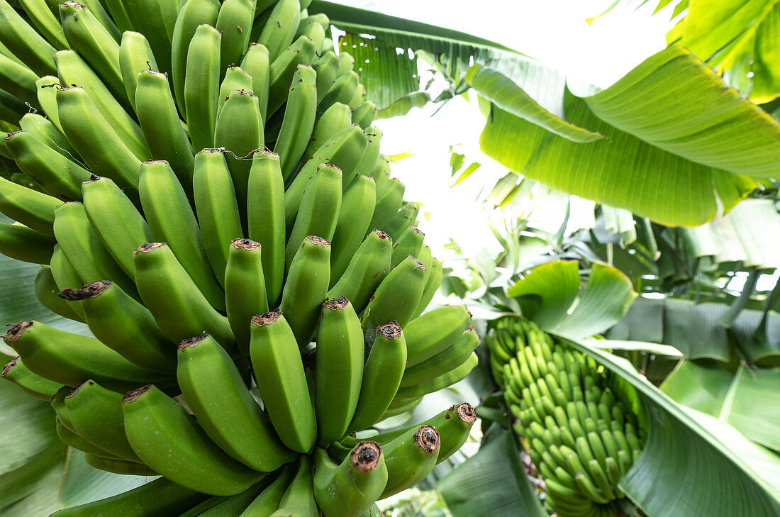 Bananen Plantage bei Tazacorte, La Palma, Kanarische Inseln, Spanien, Europa